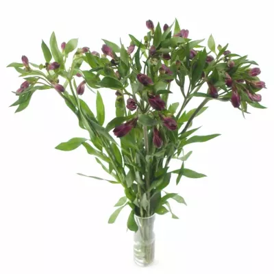 Boubelka MONTE CERVINO 60g