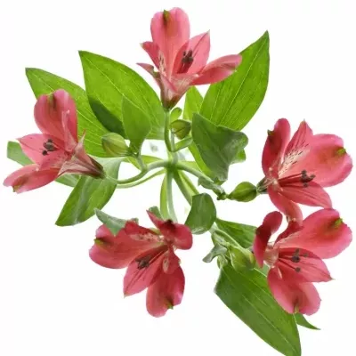 Alstroemeria Noize