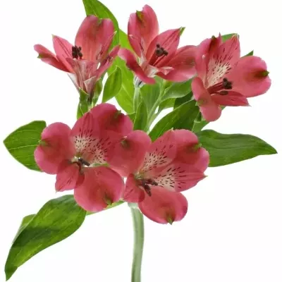 Alstroemeria Noize