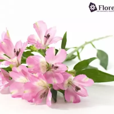 Boubelka ROSELYN 60g