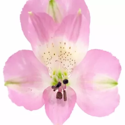 Boubelka ROSELYN 60g