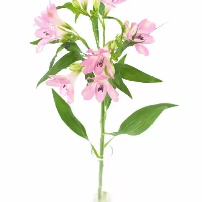 Boubelka ROSELYN 60g