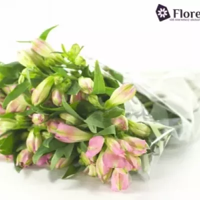 Boubelka ROSELYN 60g