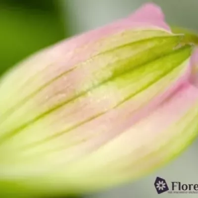 Boubelka ROSELYN 60g