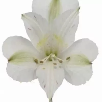 Alstromérie SNOWTIME 75g