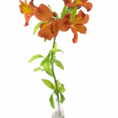 Bacuľka TAMPA 55g