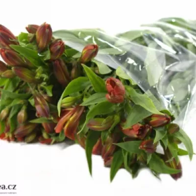 Bacuľka TAMPA 55g