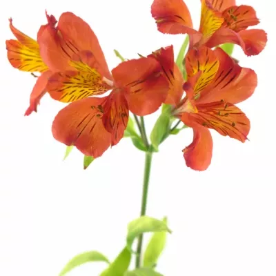 Bacuľka TAMPA 55g