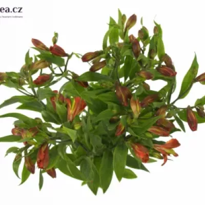 Bacuľka TAMPA 55g