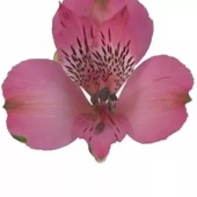 Alstromérie TIMOR 50g