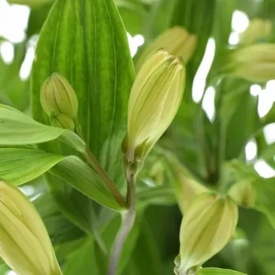Alstroemeria TONATIUH 145g EX