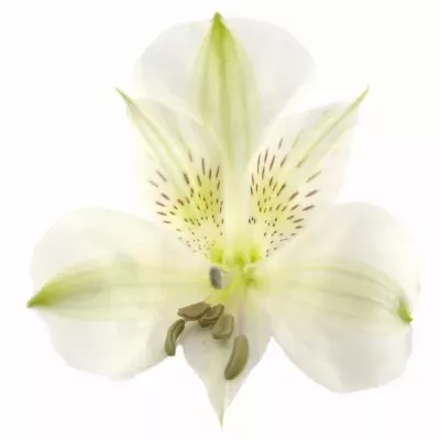 Alstromérie BIANCA 75g