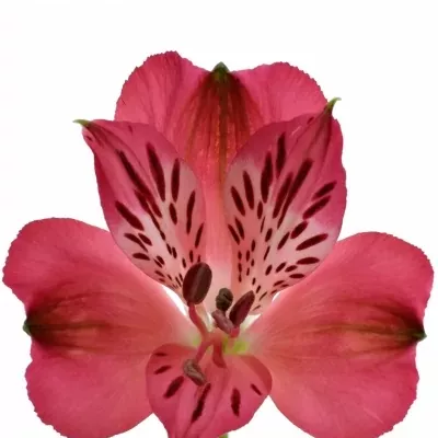 Alstromérie CHANTAL 75g