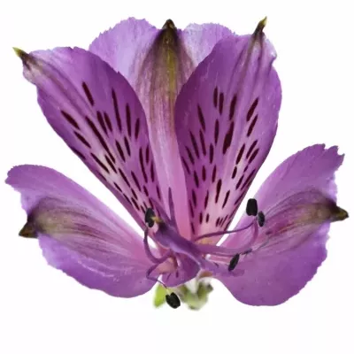 Alstromérie COTE D´AZUR 70g