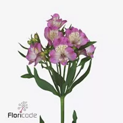 Alstromérie ENERGY 100g