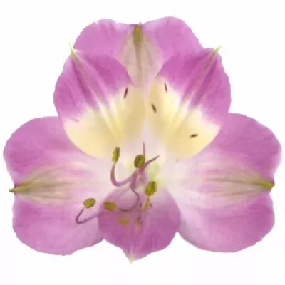 Alstromérie FAMKE 90g