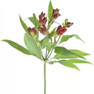 Alstromérie FL DYNAMITE 60g