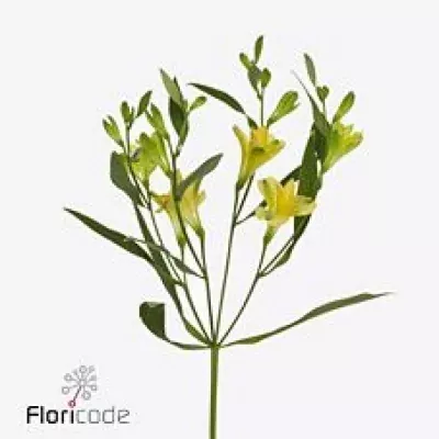 Alstromérie FL FIREFLIES 70g