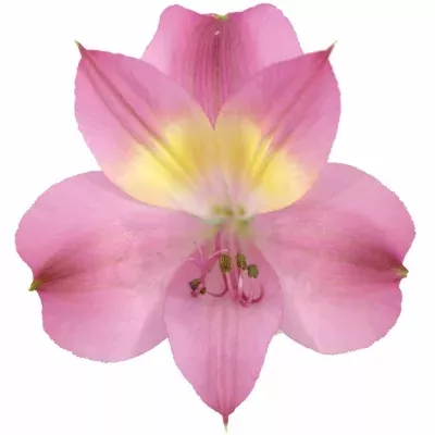Alstromérie INTENZ PINK 80g