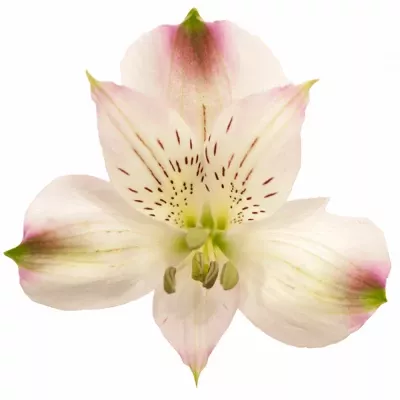 Alstromérie LORRAINE 70g