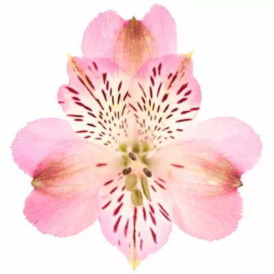 Alstromérie MISS PIGGY 80g