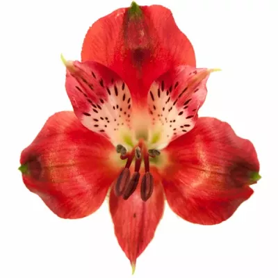 Alstromérie NIRVANA 90g