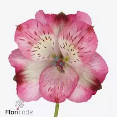 Alstromérie PROM QUEEN 90g