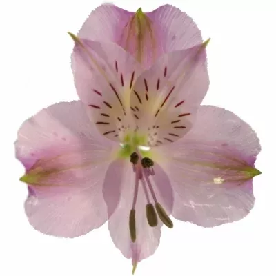 Alstromérie PHOENIX 50g