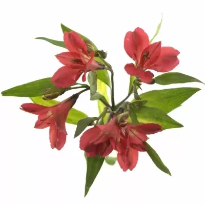 Boubelka SIMPLY RED 50g