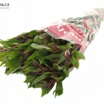 Boubelka SIMPLY RED 50g