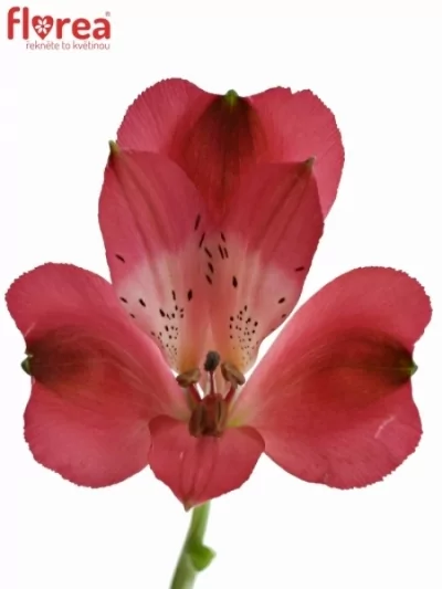 Alstromérie ALESSIA 65g