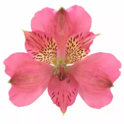 Alstromérie ALIBI 80g