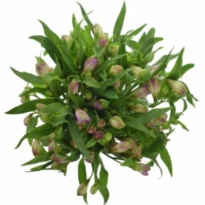 Alstromérie ANTARIS