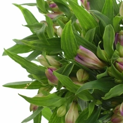 Alstromérie ANTARIS