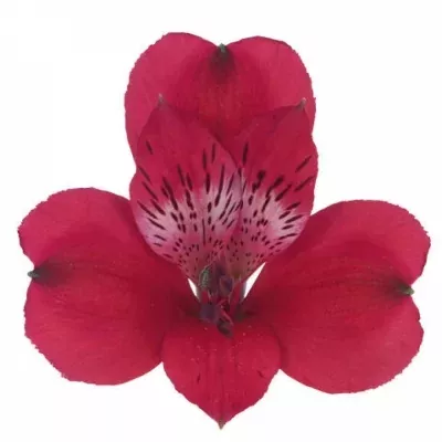 Alstromérie ARIEL 90g