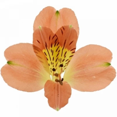 Alstromérie AURORA 60g