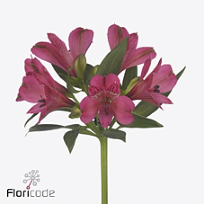 Alstromérie BIKINI 100 g