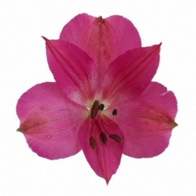 Alstromérie BIKINI 100 g