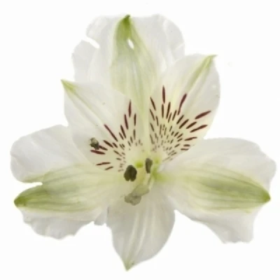 Alstromérie BRIGHT STAR 60 g