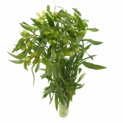 Alstromérie BRIGHT STAR