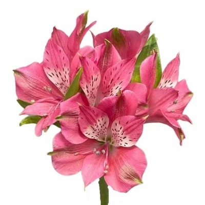 Alstromérie BUBBLICIOUS