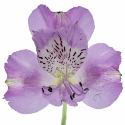 Alstromérie CAMARO 75 g