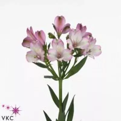 Alstromérie CASINO 65g