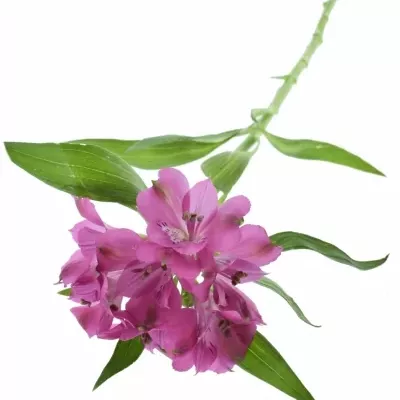 Alstromeria CATALINA 75g