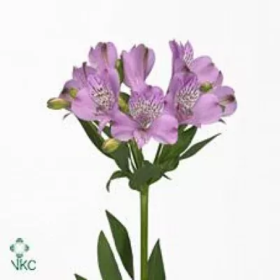 Alstromérie DYNASTY