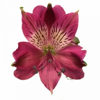 Alstromérie EVELINA