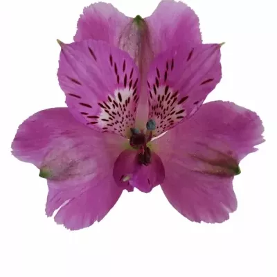 Alstromérie FALIPO 80g