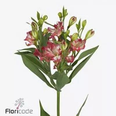 Alstromérie FL TRESOR 80g