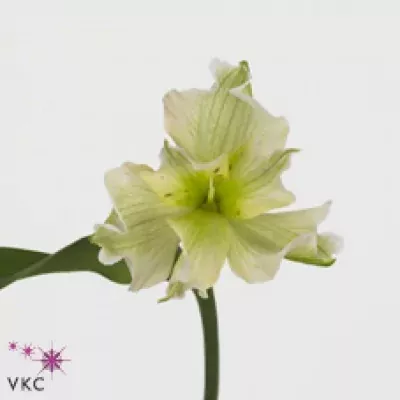 Alstromérie FL X-TREME