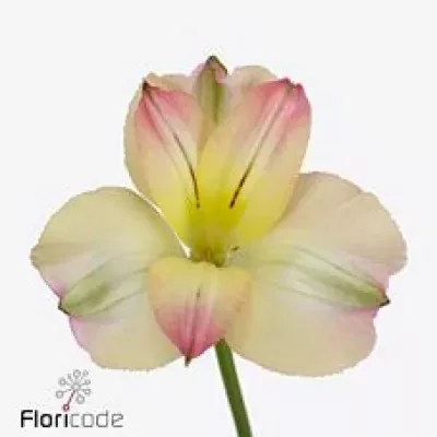 Alstromérie FL YUCATAN 75g